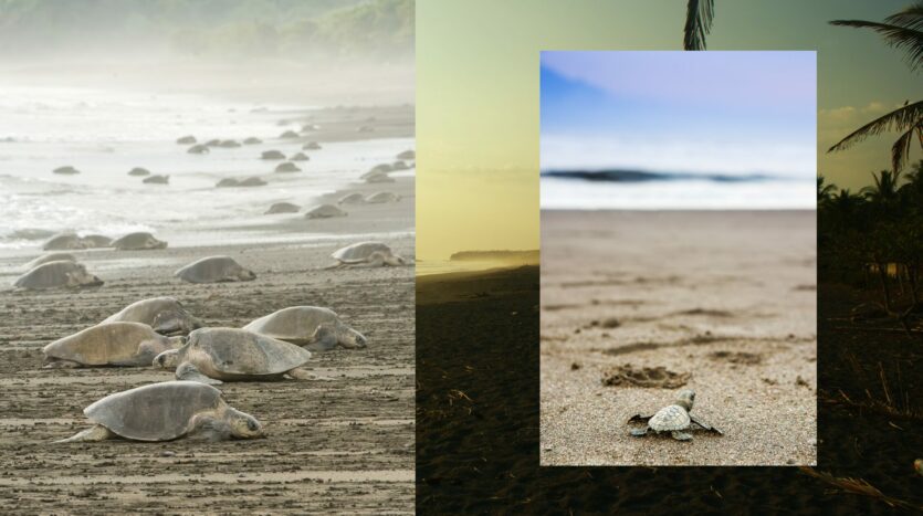 Playa ostional olive ridley sea turtles