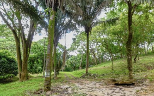 LOT TIA in Samara Woods – Unique Opportunity under $25/m² Near Playa Sámara