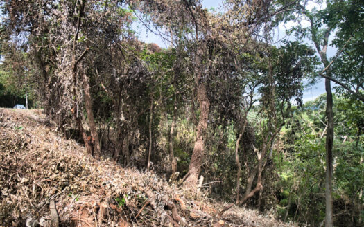 🌴 Unique Opportunity : Ocean and Jungle View Lot in Las Huacas close to Tierra Magnifica