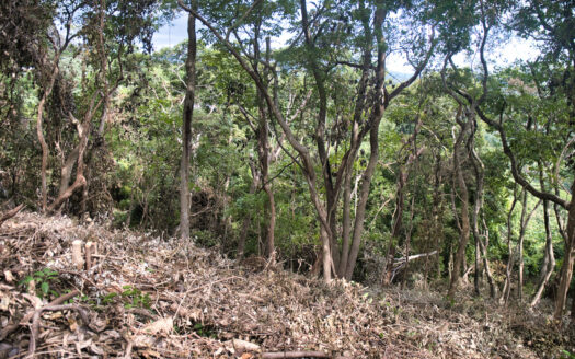 🌴 Unique Opportunity : Ocean and Jungle View Lot in Las Huacas close to Tierra Magnifica