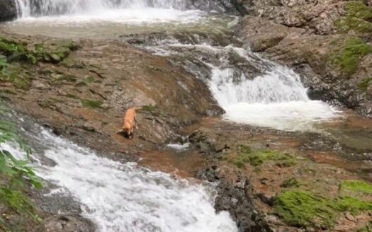 Casa Campeón – Sustainable Mountain Estate Between Samara and Nosara in Finca Cotinga Azul